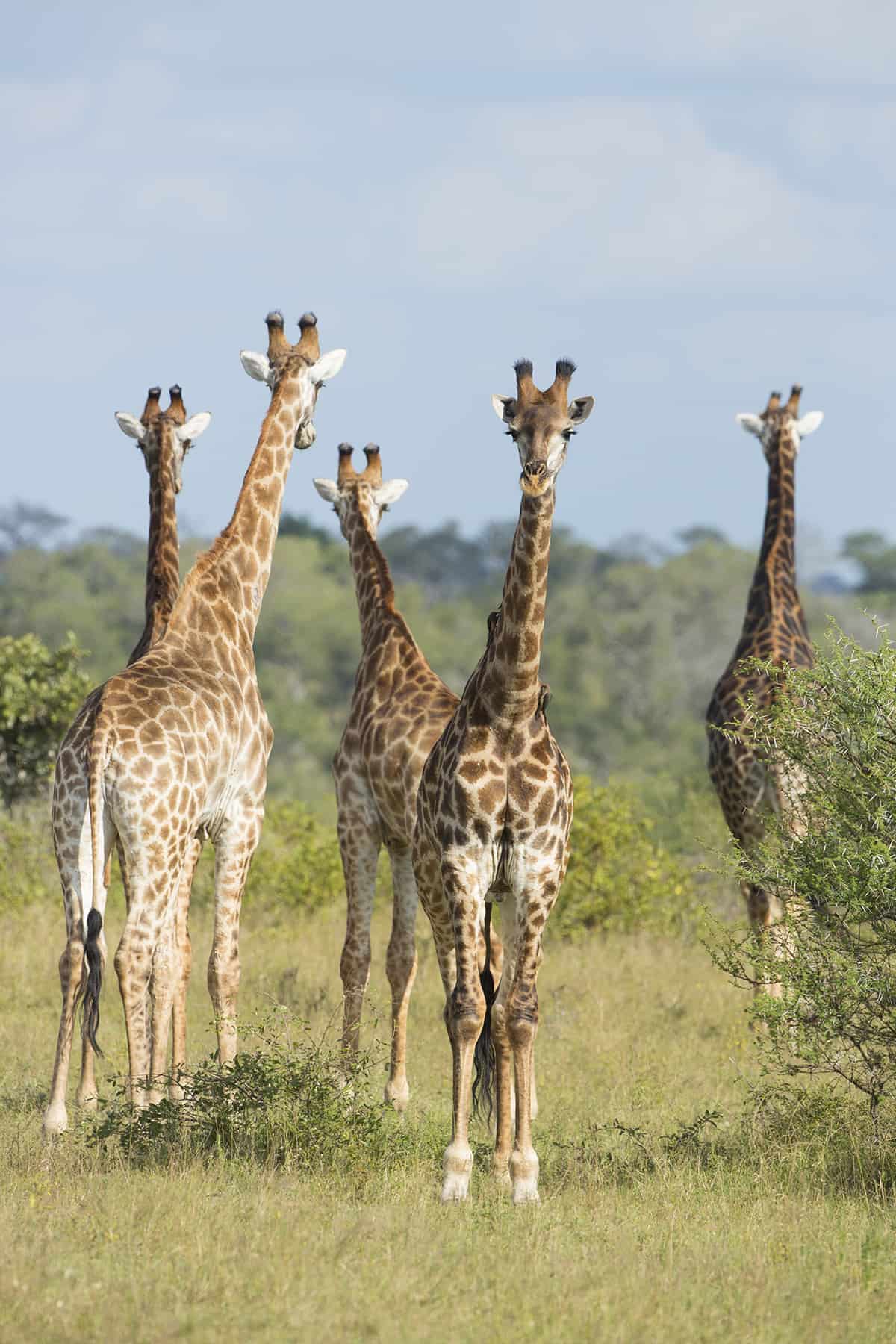 5 Giraffes
