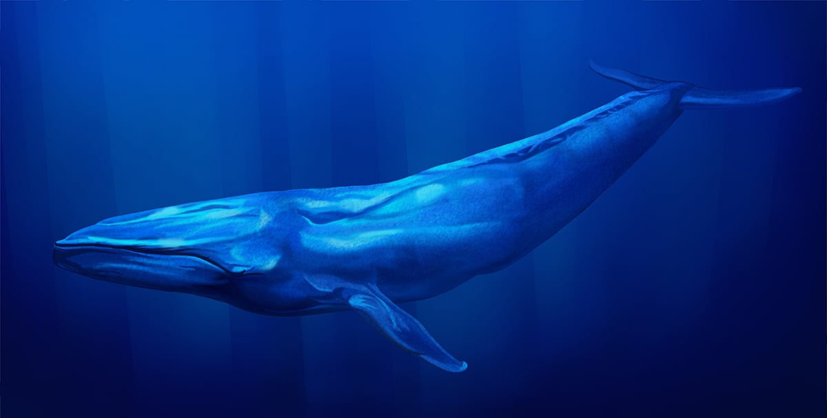 100 Blue Whales