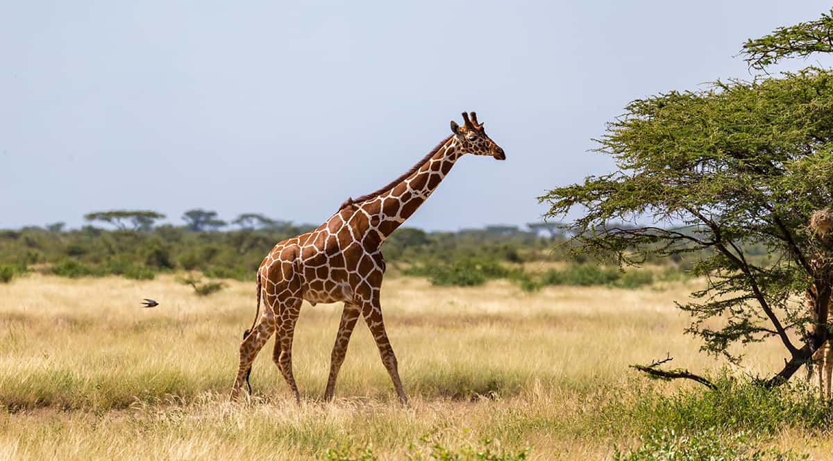 Giraffes Neck