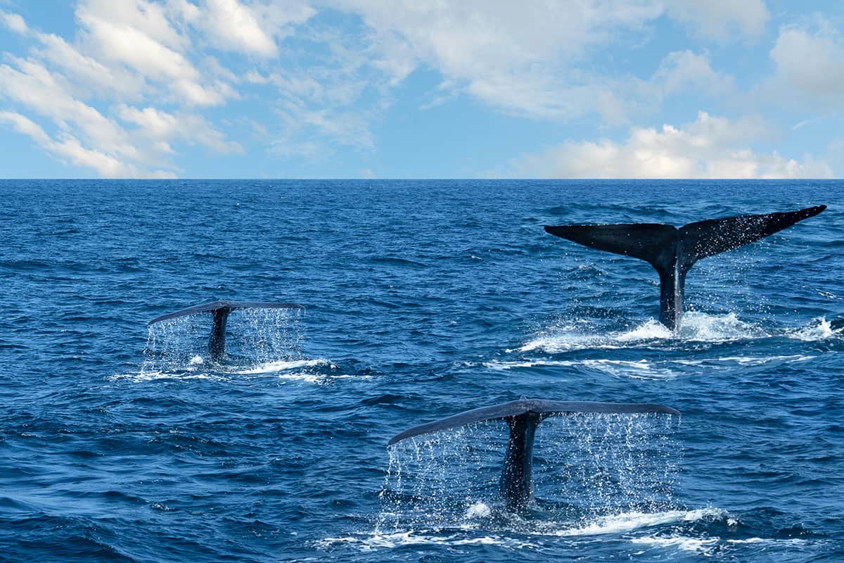 3 Blue Whales