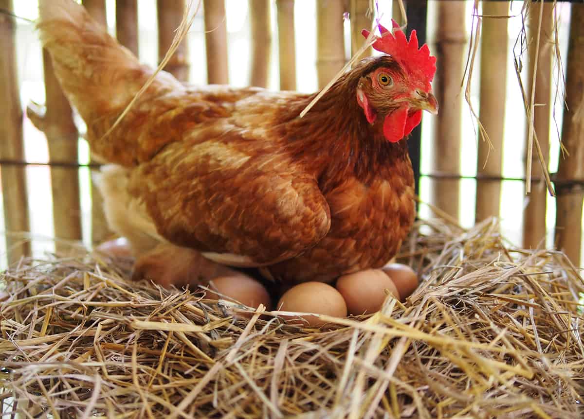 3 Chickens + 26 Eggs