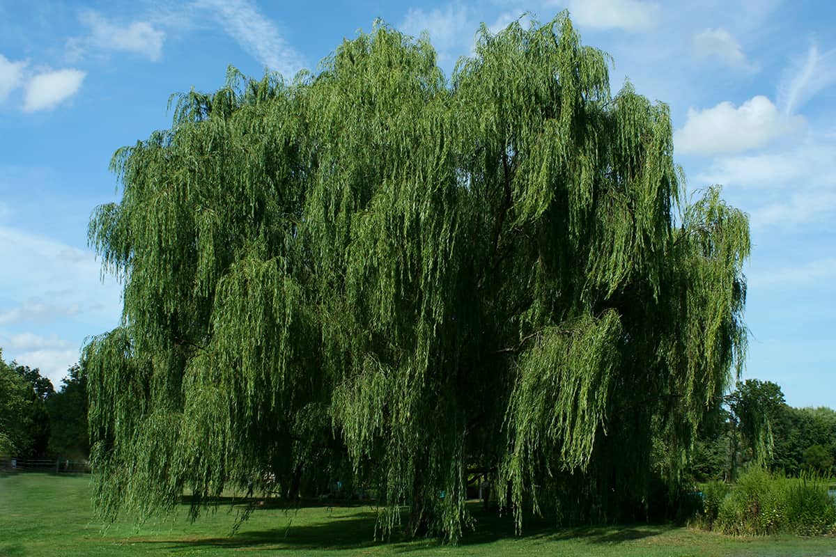 Half a Weeping Willow