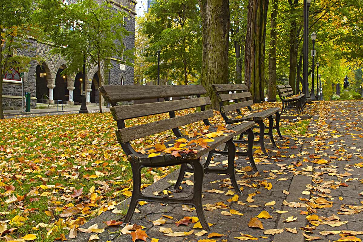 2 park benches
