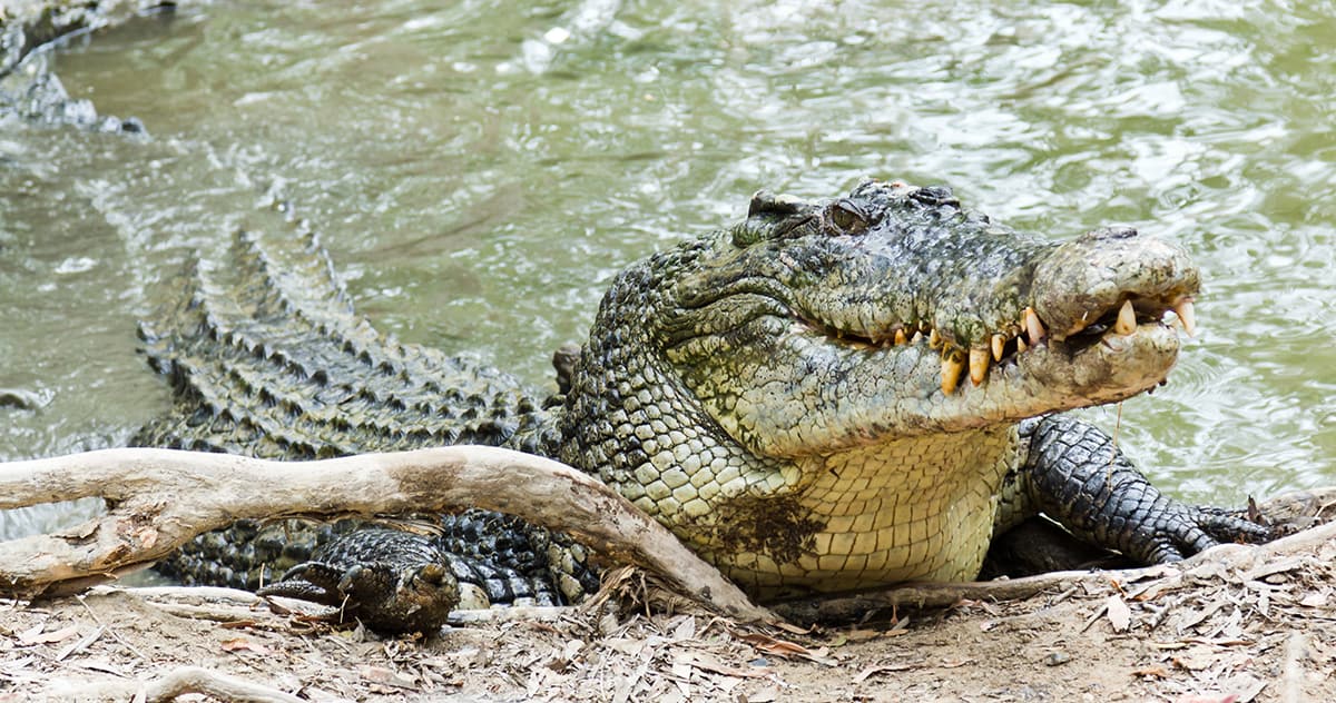2 Saltwater Crocodiles