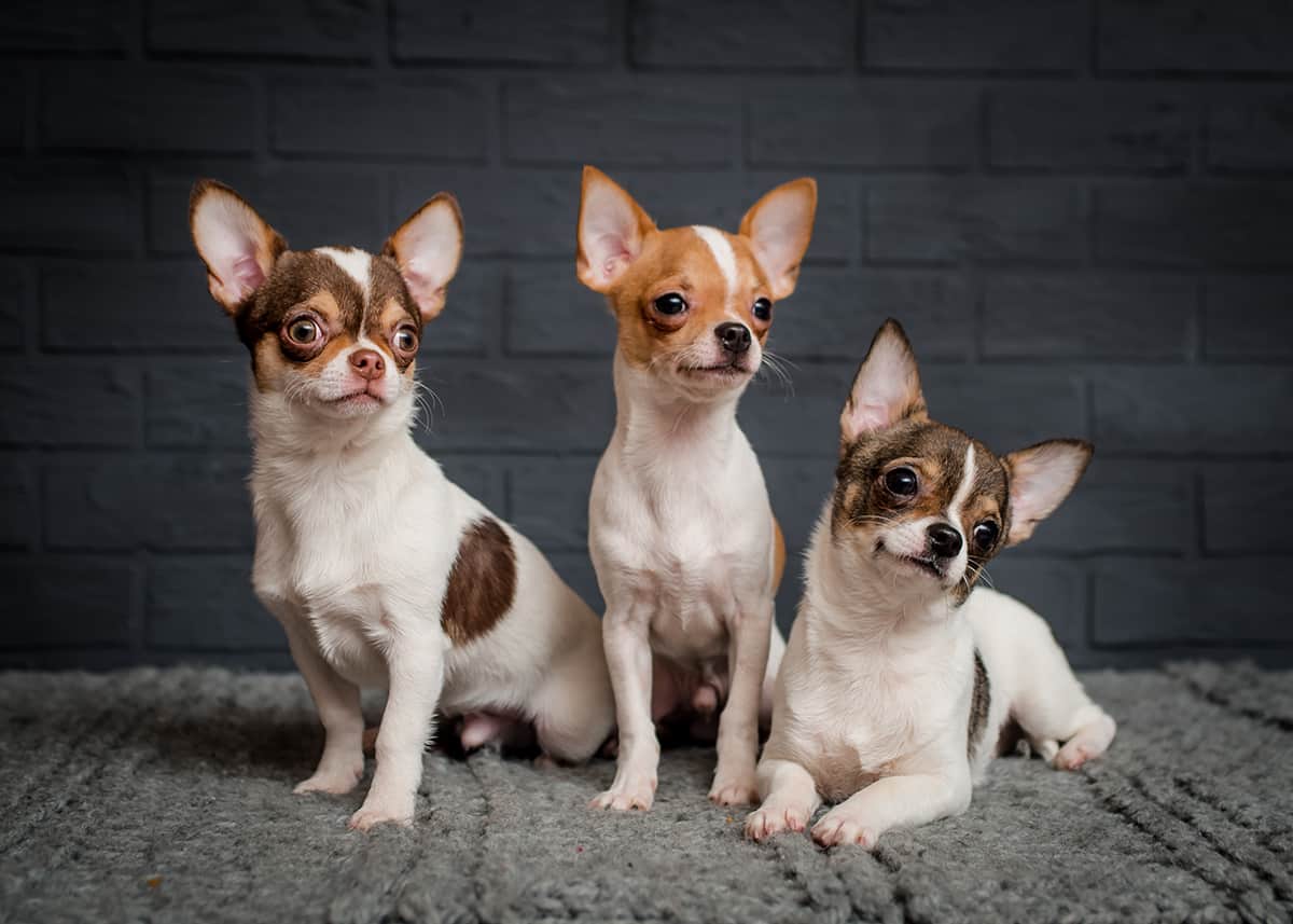 3 Chihuahuas