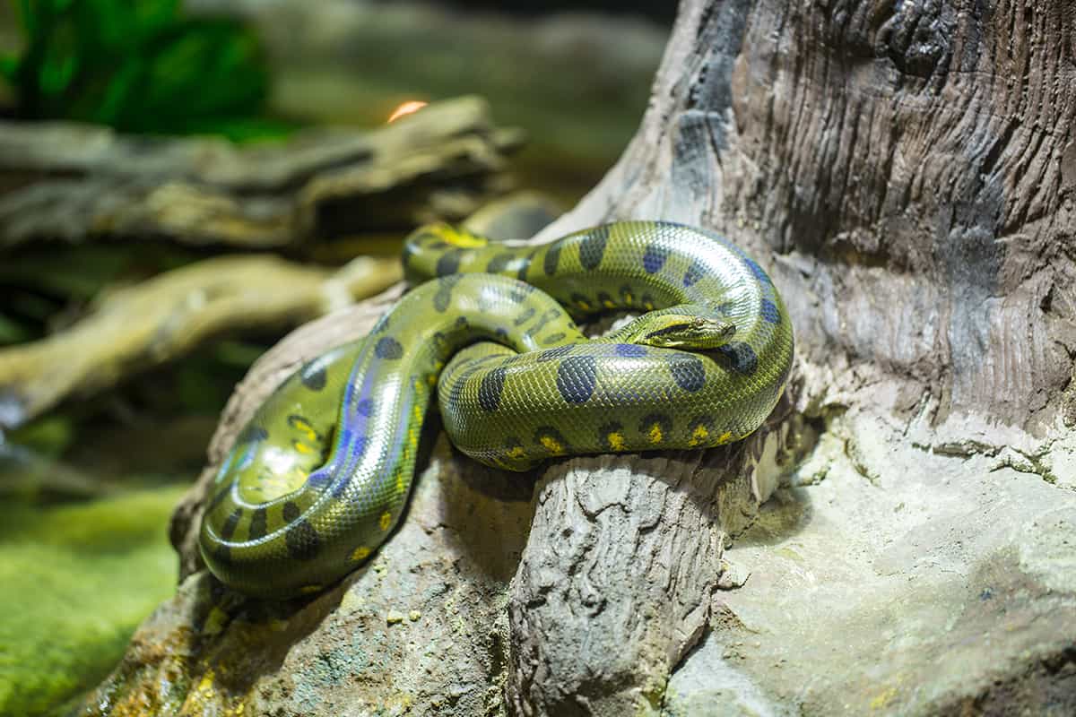 3 Green Anacondas