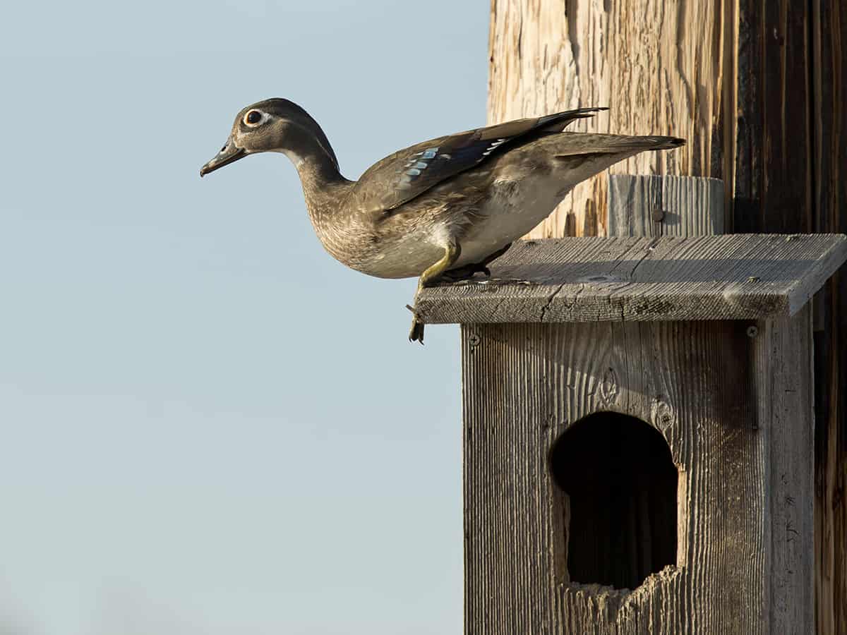 Dimensions of A Wood Duck Box