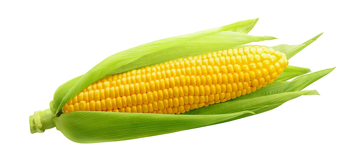 Half an Ear of Corn