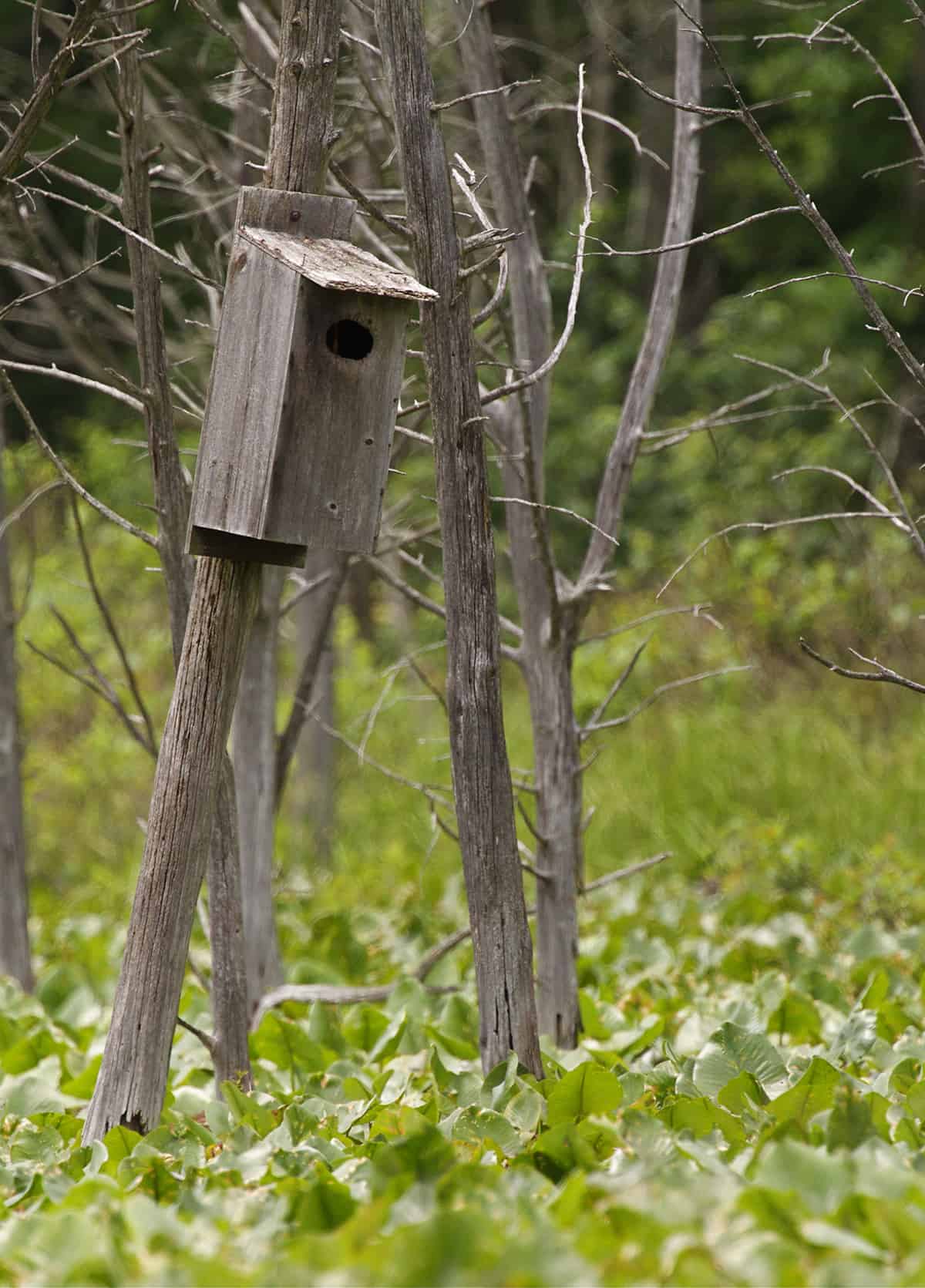 Where Should Wood Duck Boxes Go