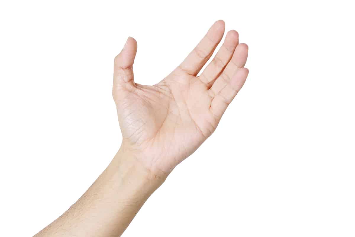 A Brief Look at the Human Hand