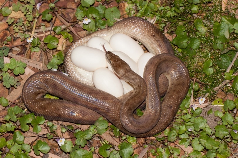 Snake Egg Size