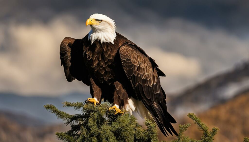 Bald Eagle and Golden Eagle hunting in the wild