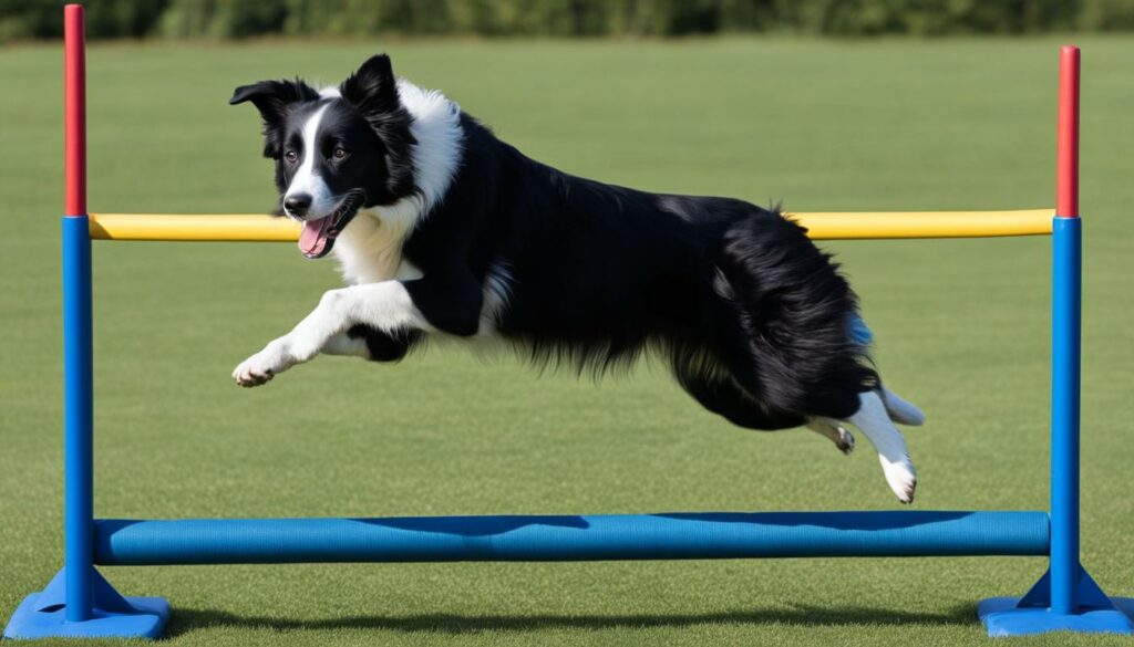 factors affecting border collie jump height